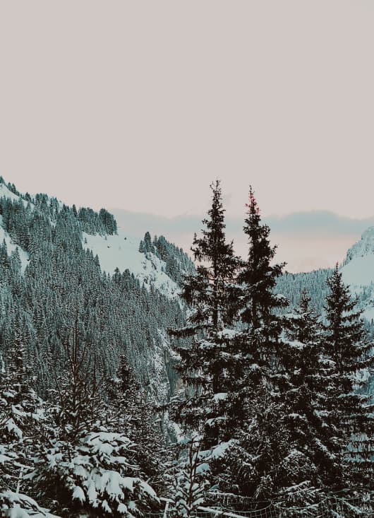 Montagne avec forêt enneigé dans une station de ski