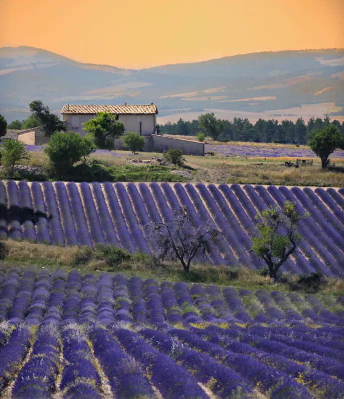 Champs de lavande en Provence au coucher du soleil — évasion sensorielle et sérénité avec Namaspa.fr